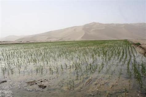 中国在沙漠里面种水稻，水底还能养鲤鱼，亩均产值9000多元
