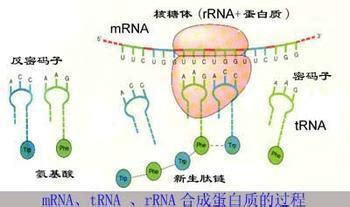 mRNA,tRNA,rRNA的区别与联系-百度经验