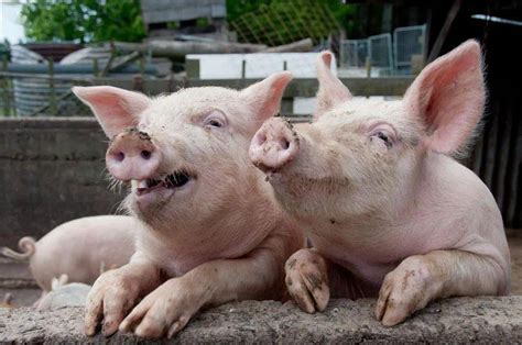 国常会“出招”稳定生猪生产 专家预测四季度猪价会上升_凤凰网