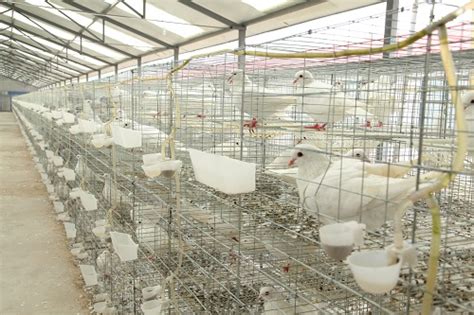 [每日农经]蛋鸽养殖：有关鸽子和鸽子蛋的秘密_养鸽_农村致富网