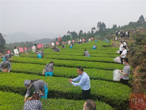广西龙胜：茶叶产业助力群众增收致富-桂林生活网新闻中心