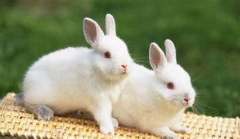 关于动物的昵称女生,和兔子有关的网名昵称 - 英语复习网