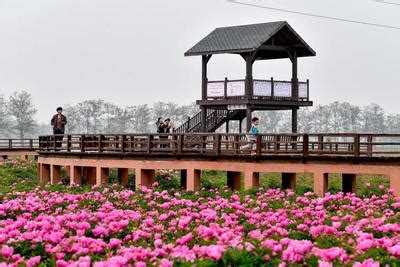 安徽亳州：34万亩芍花盛开-人民图片网