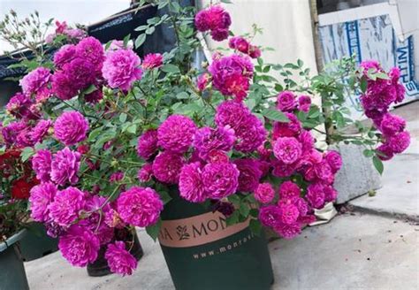 4种微型月季，漂亮又好养，香味浓郁，是阳台盆栽佳品！
