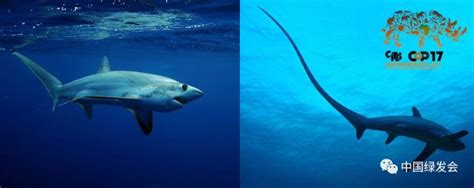 大白鲨宠物背景鲨鱼动物物种蓝色瓜达濒危高清图片下载-正版图片322074725-摄图网