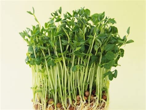 怎么在家里发绿豆芽-百度经验