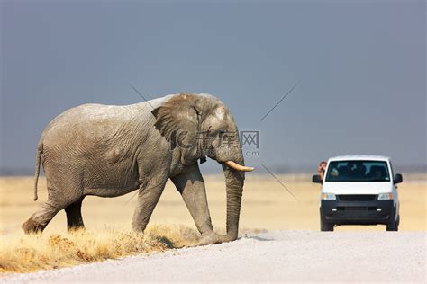 印度大象一家过马路 背后蕴含心酸现实 - 神秘的地球 科学|自然|地理|探索