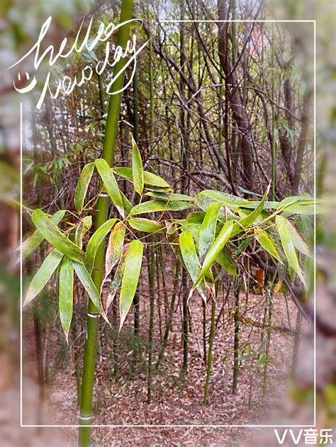 一棵竹子的故事,竹子的启示作文,关于竹子的寓言故事_大山谷图库
