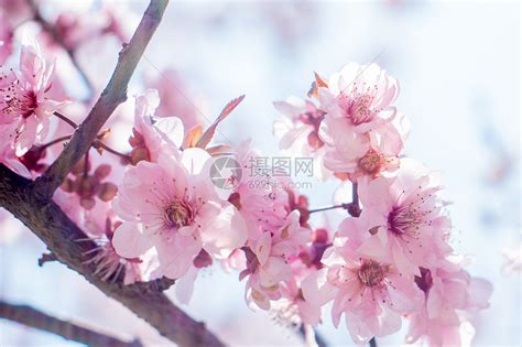 桃花，一种身世凄凉到连名字都不属于母国的花朵