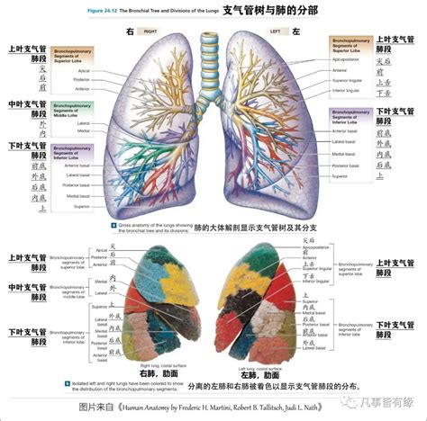 图文并茂，肺部解剖最全解析_医学界-助力医生临床决策和职业成长