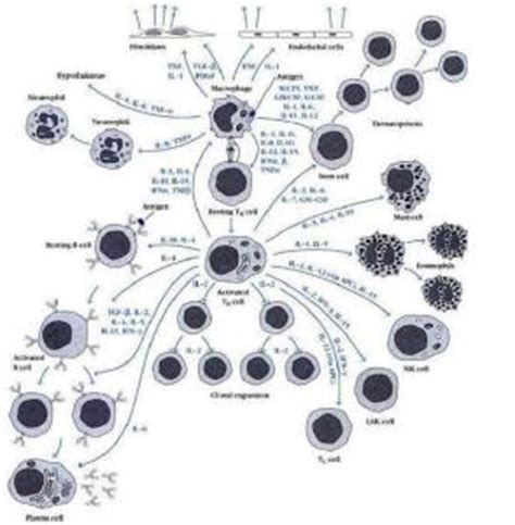 医学免疫学总结——细胞因子_word文档在线阅读与下载_文档网