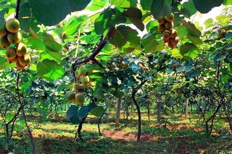 猕猴桃适宜的种植海拔，猕猴桃的种植方法-农百科