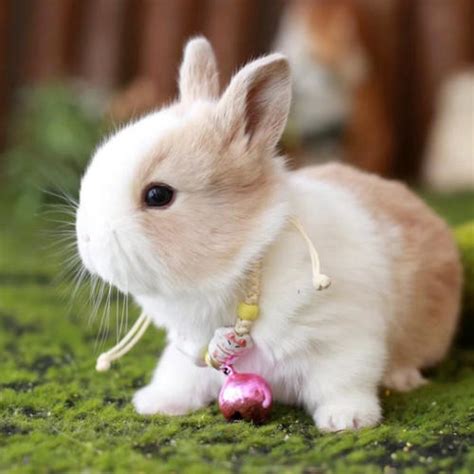 给女小兔子取名字 给兔子起名字大全女孩 - 万年历