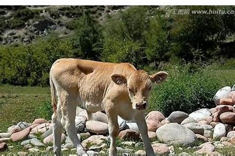 【牛年说牛】中国的野牛都去哪了？_凤凰网