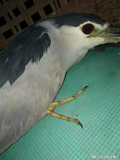 稀奇！宜宾南溪刘家镇捡到一只鸟，竟是国家二级保护动物：夜鹭！