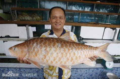 河鱼摄影图__鱼类_生物世界_摄影图库_昵图网nipic.com