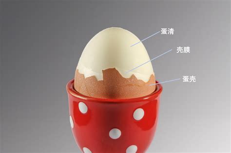 鸡蛋结构图图片