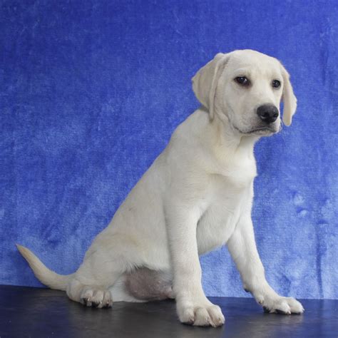 纯种拉布拉多犬幼犬狗狗出售 宠物拉布拉多犬可支付宝交易 拉布拉多犬 /编号10044700 - 宝贝它