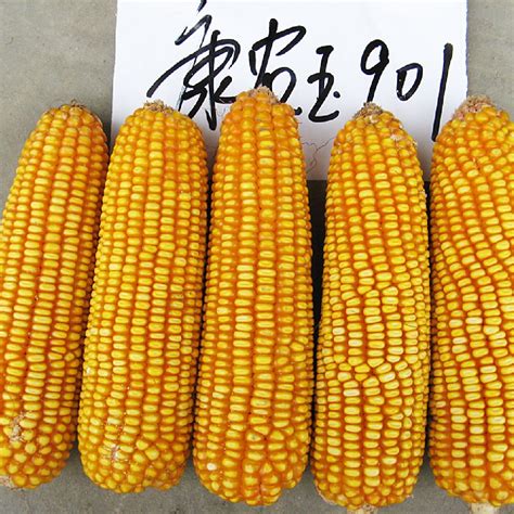 梨玉吉农大669玉米种子-吉林省梨玉种业有限公司-农种网
