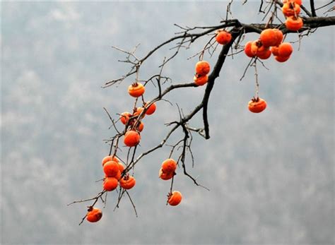 冬日里的柿子树|摄影|风光摄影|沙石峪 - 原创作品 - 站酷 (ZCOOL)