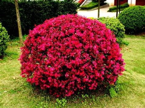 园林植物篇之红花檵木 - 知乎