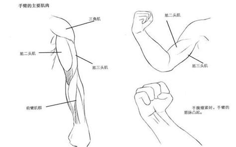 教你如何画好漫画教程 - 男性手臂和肩膀的绘画参考_星空漫画堂-站酷ZCOOL