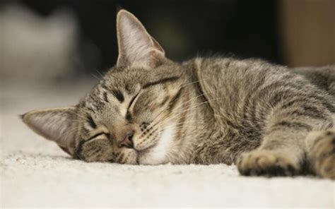 猫可以活多久一般几岁开始衰老？正常猫咪的寿命 - 胖萌舍宠物网