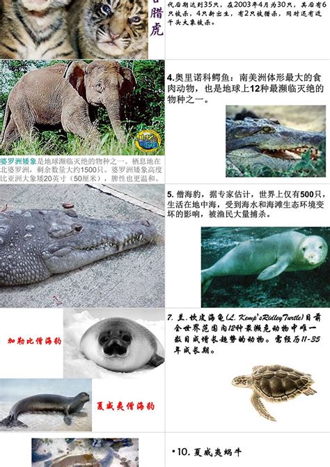近年来濒临灭绝和已经灭绝的野生动物知识宣传ppt模板_卡卡办公