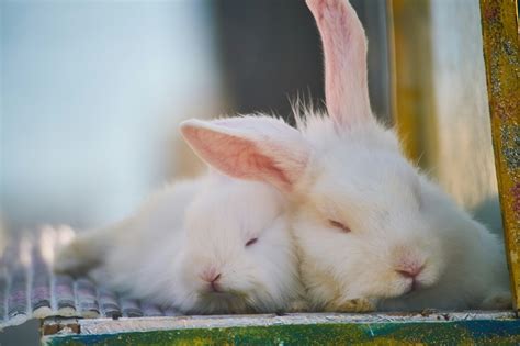 哺乳母兔的生理特点及营养需要_哺乳期