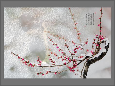 【踏雪寻梅摄影图片】南京梅花山生态摄影_云飞时光_太平洋电脑网摄影部落