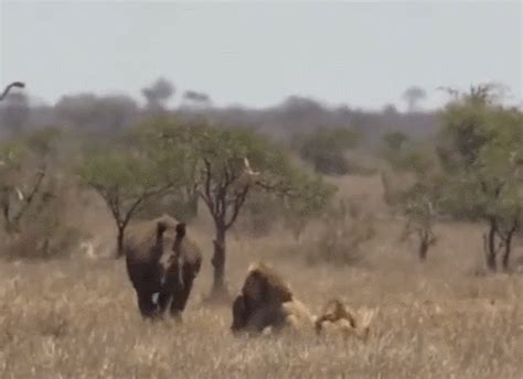 2头雄狮偷猎小犀牛，愤怒的犀牛妈妈及时赶来，一场大战一触即发