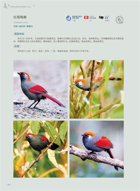《国家重点保护野生动物图鉴》-中国首部收齐最新版国家重点保护野生动物的图文出版物 -保护地平台