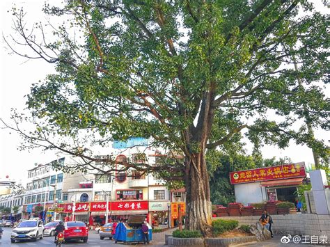 临沧西大街，地区电影院前的大绿树（菩提树）。在外的临沧游子