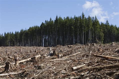 加强督导力度 确保质量提升——呼中林业局开展森林抚育生产抽查验收工作 _www.isenlin.cn