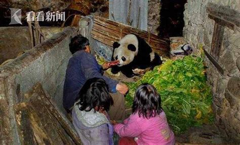 野生大熊猫闯进村庄 村民围人墙将其放归(图)_手机新浪网