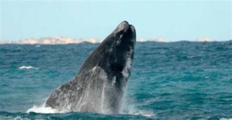 蓝鲸的寿命是多久，鲸的寿命很长一般可以活几年呢 – 百场汇