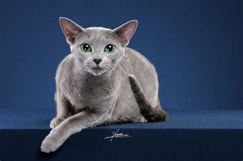 俄罗斯蓝猫AMYWORKS,拍摄于陕西西安|摄影|动物|AMYWORKS赛猫摄影 - 原创作品 - 站酷 (ZCOOL)