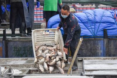 湖北荆州：鲜鱼供市场-人民图片网