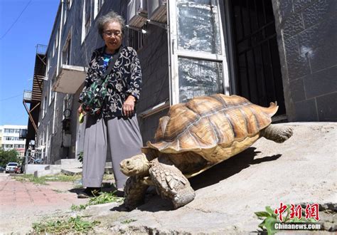 耄耋老太养百余斤“萌宠”乌龟 每日相伴散步-新闻中心-温州网