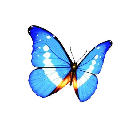 澳大利亚国蝶——犹如雨露般惊艳脱俗的天堂… - 堆糖，美图壁纸兴趣社区