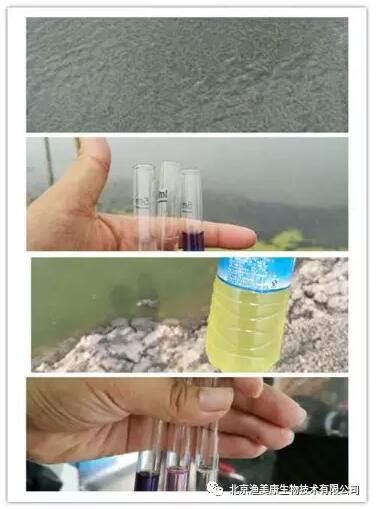 你值得了解——草鱼养殖池塘溶氧、水温和pH月变化规律-中国鳗鱼网