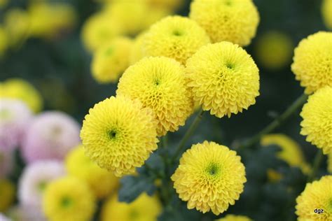 科学网—花瓣如带的菊花：摄于北京植物园 - 苗元华的博文