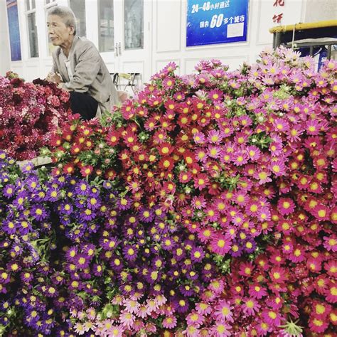 中国昆明国际花卉展图册_360百科