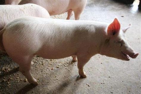 从猪肉消费规律分析：猪价将迎来上涨良机