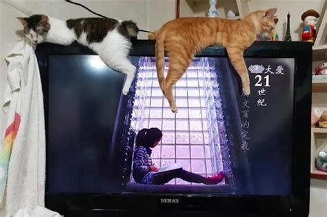 猫咪看电视忽然大叫起来，网友：我们一起学猫叫，汪汪汪！