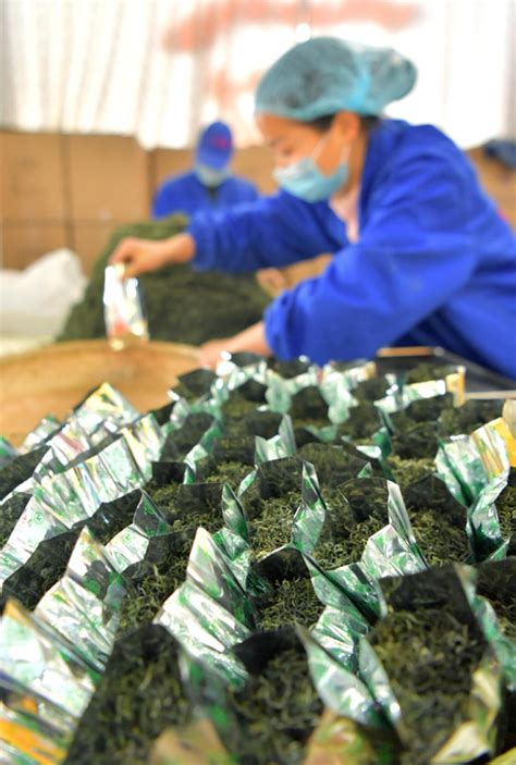 创意杂志发中国风茶文化茶叶知识产品介绍PPT模板-PPT牛模板网