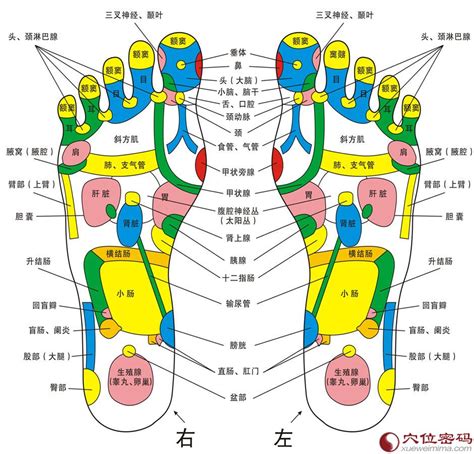 脚的各个部位详细图解 高清脚的各个部位详细大图_穴位图解