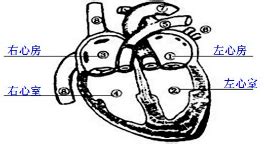 在心脏的四个腔中.与肺静脉相连的是( )A．右心房B．右心室C．左心房D．左心室 题目和参考答案——青夏教育精英家教网——