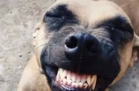 狗狗被主人挠痒痒，笑出龅牙，丑萌得让人笑一波