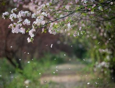 《三月桃花雨》，飘落在人间（好美）__凤凰网